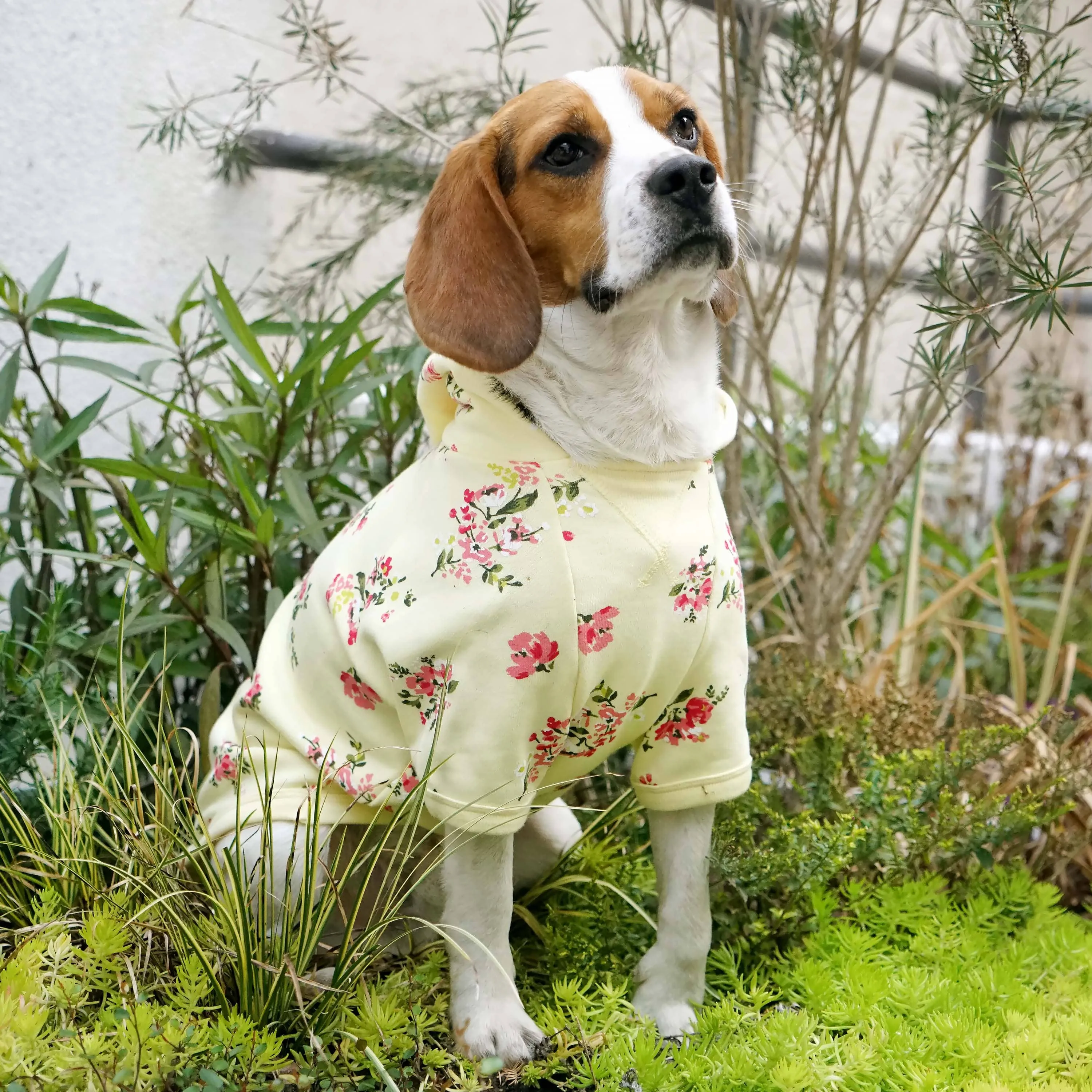 Spring-scented floral print Dog Hoodie