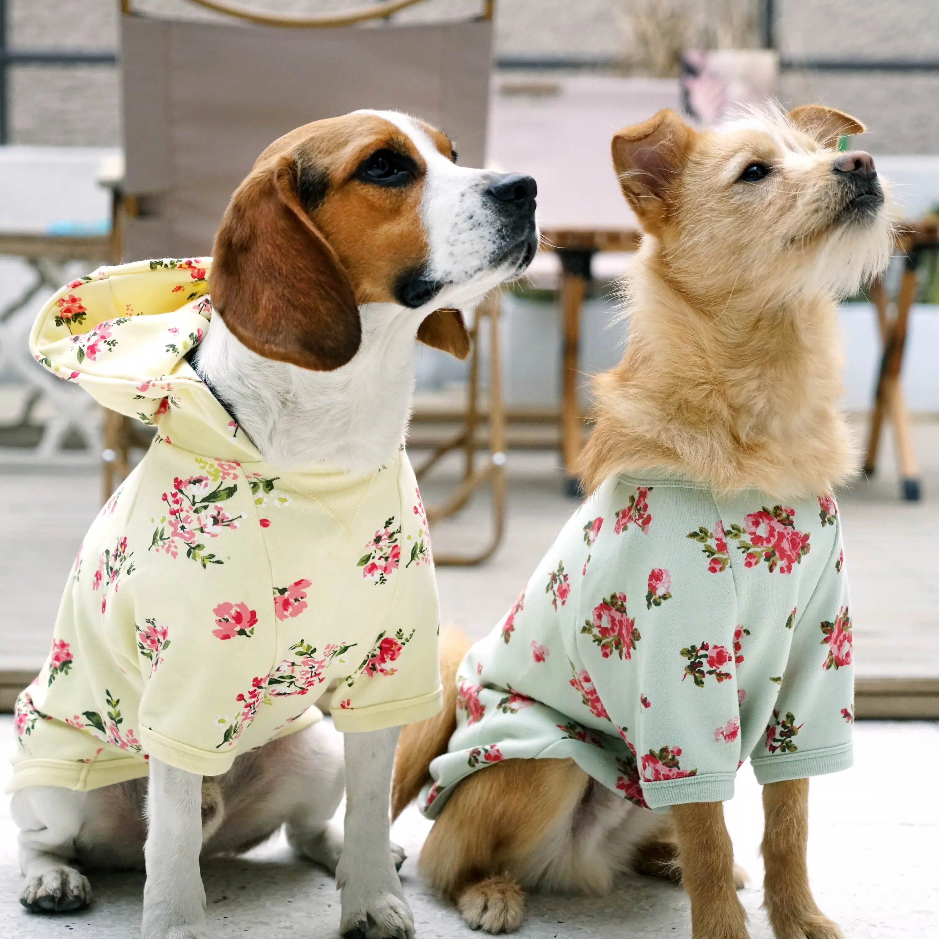 Spring-scented floral print Dog Hoodie